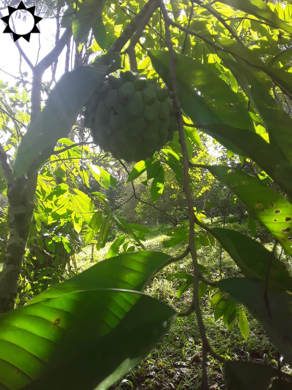 Fazenda, 2 hectares - Foto 10