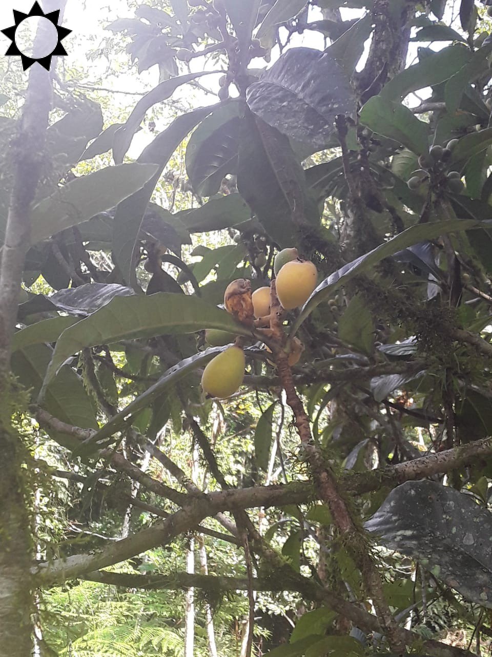 Fazenda, 2 hectares - Foto 13
