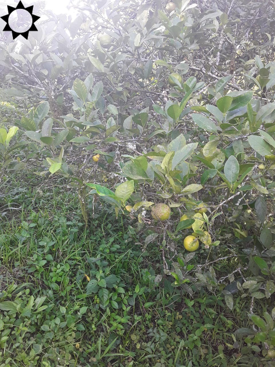 Fazenda, 2 hectares - Foto 9