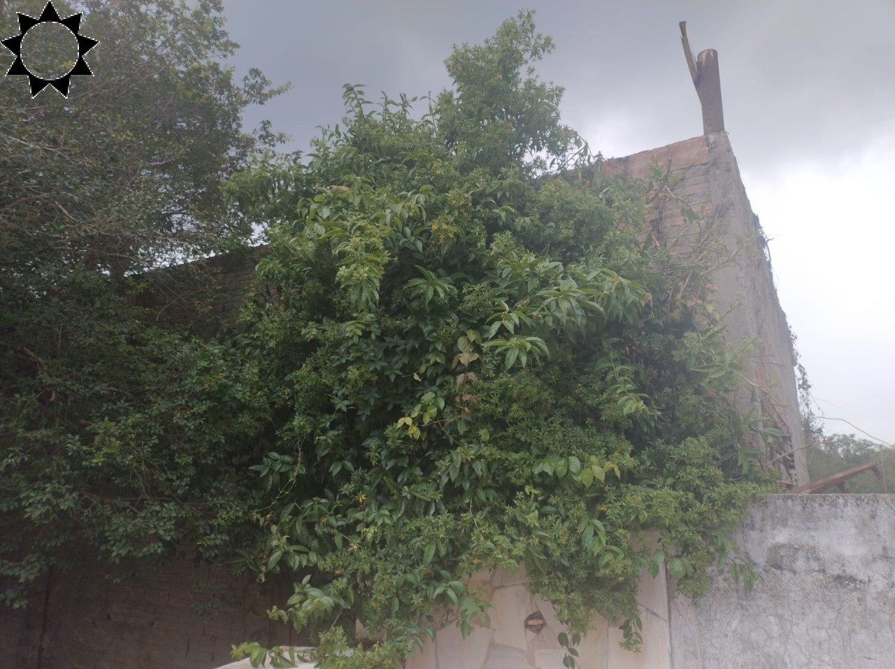 Sítio, 3 quartos, 1545 m² - Foto 88