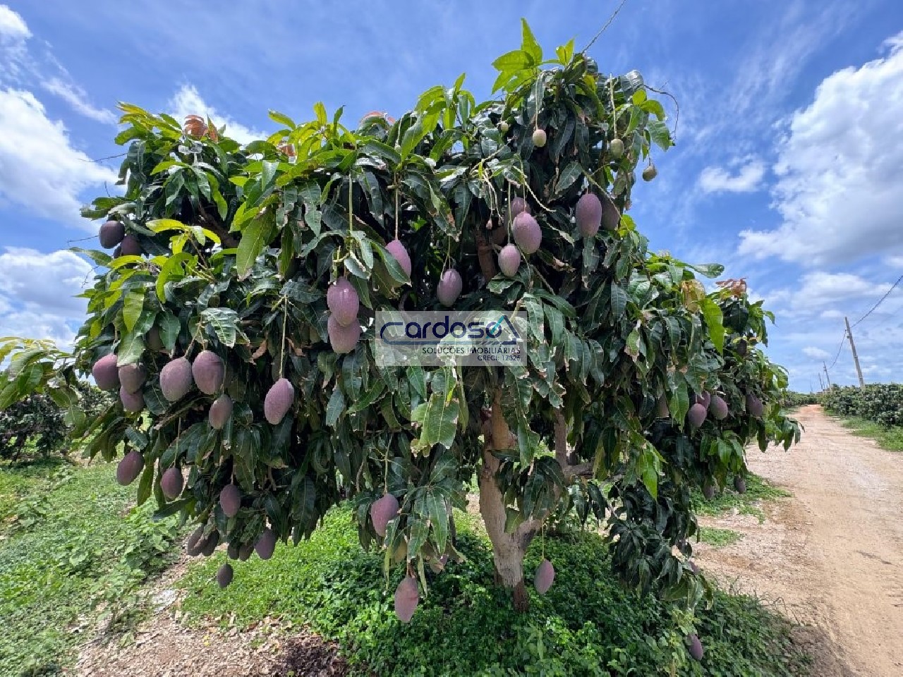 Fazenda - Foto 7