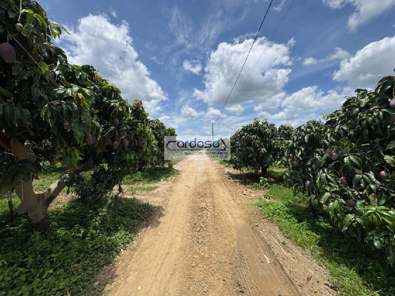Fazenda - Foto 5