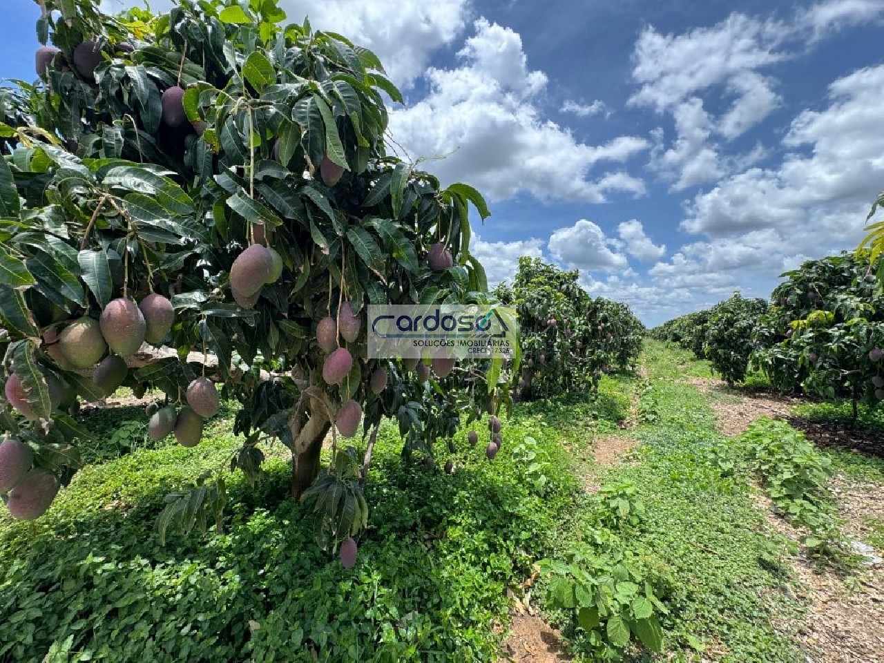 Fazenda - Foto 6