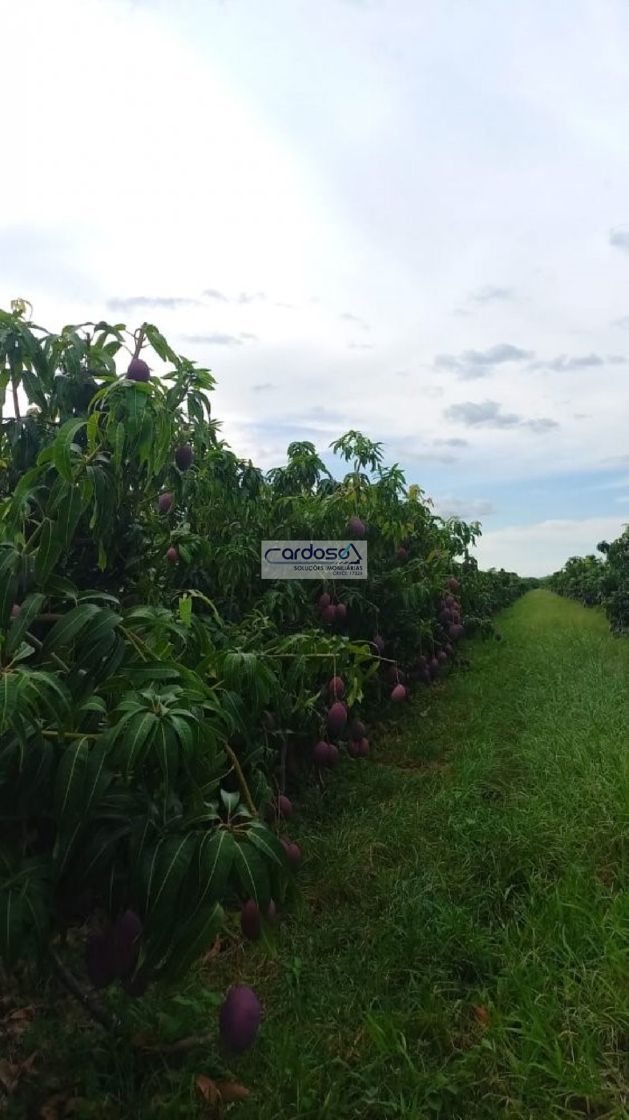 Fazenda à venda - Foto 4