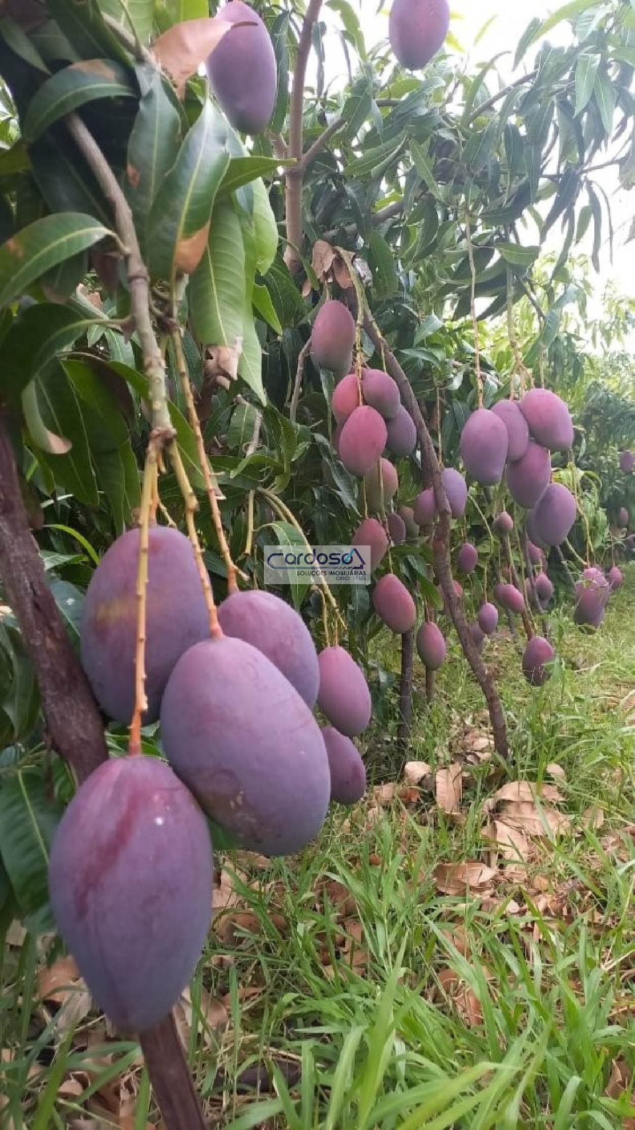 Fazenda à venda - Foto 5