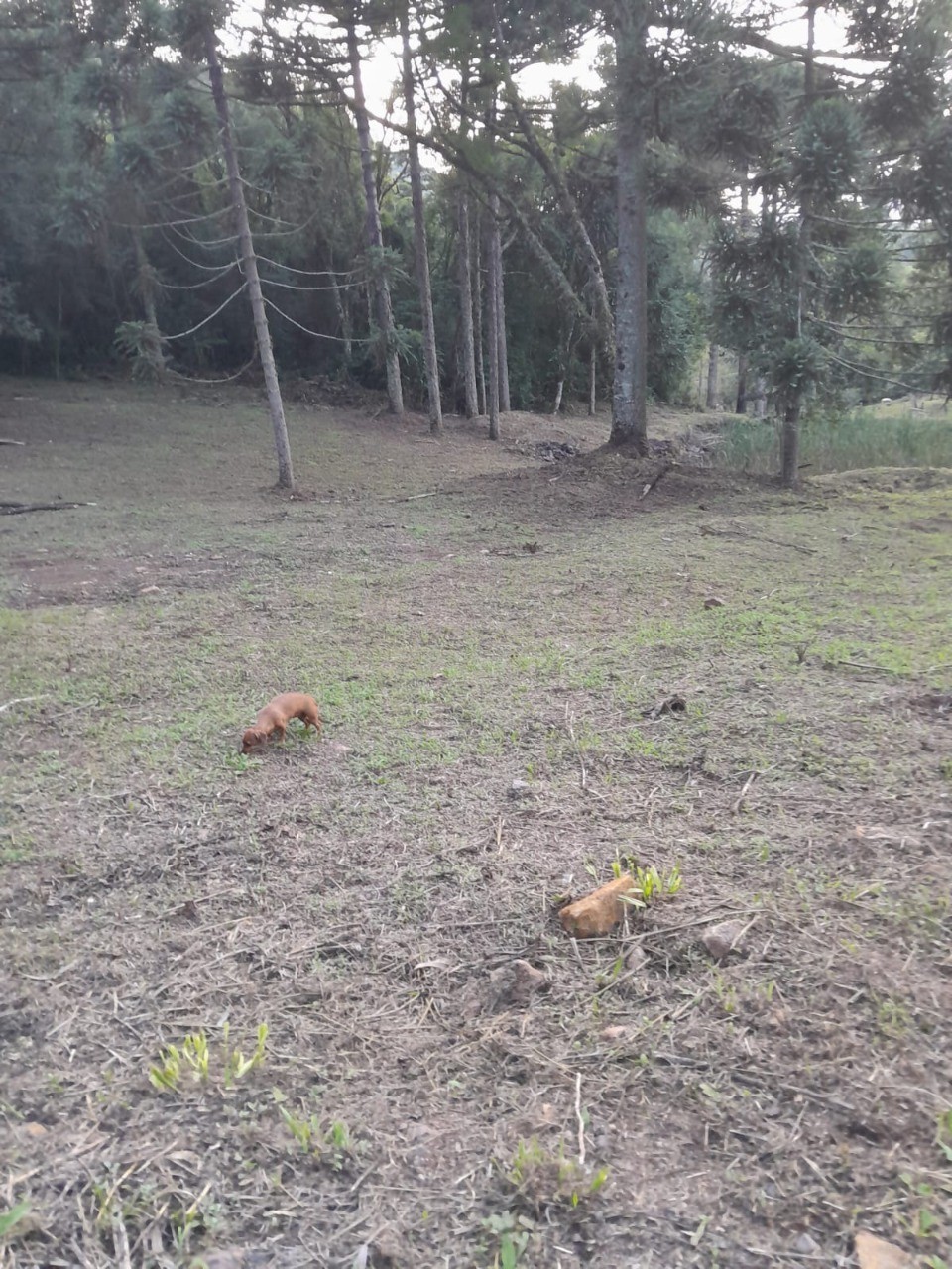 Fazenda - Foto 28