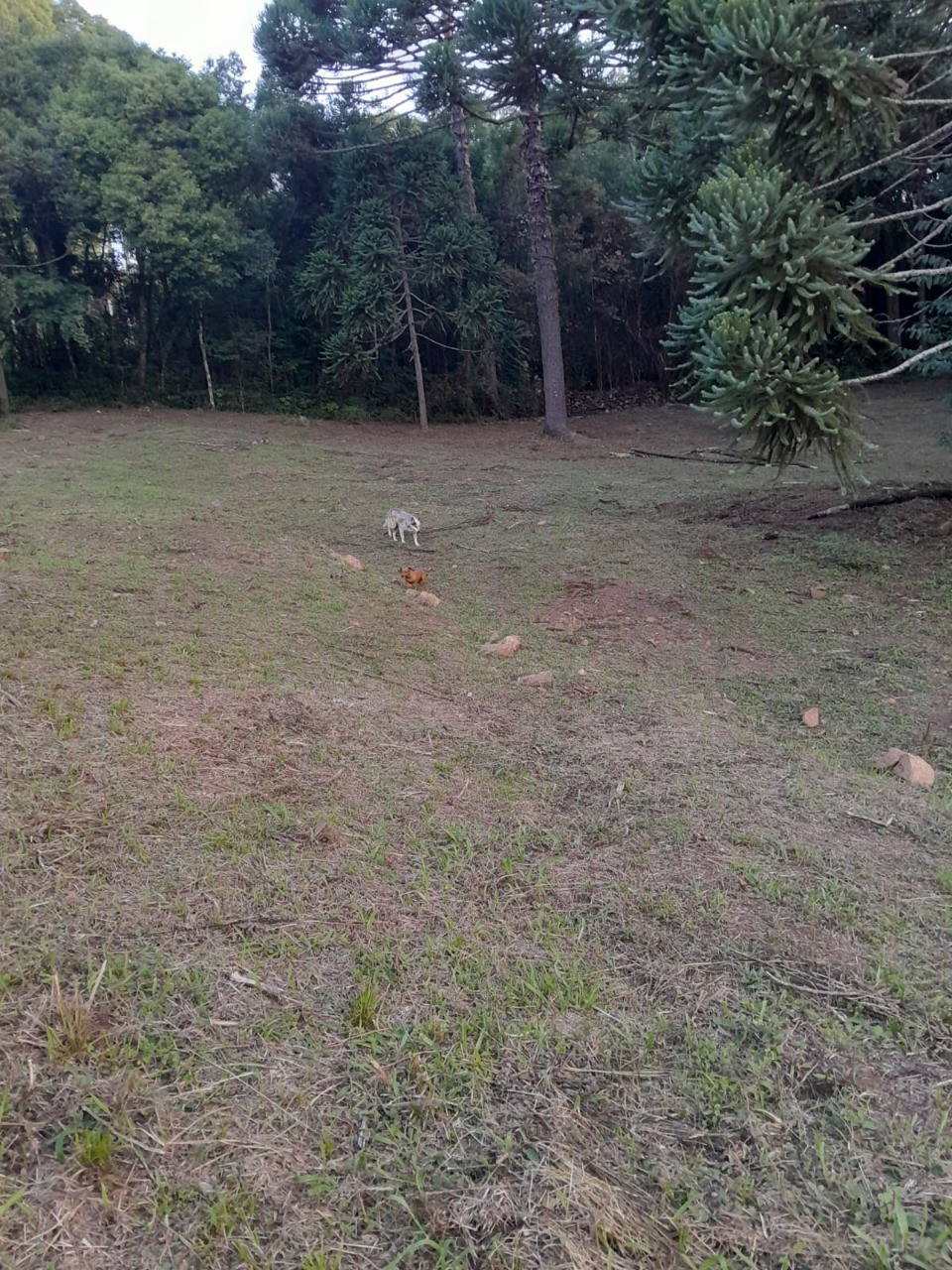 Fazenda - Foto 26