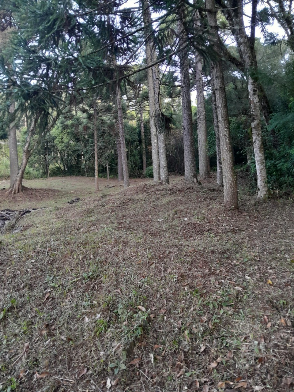 Fazenda - Foto 36