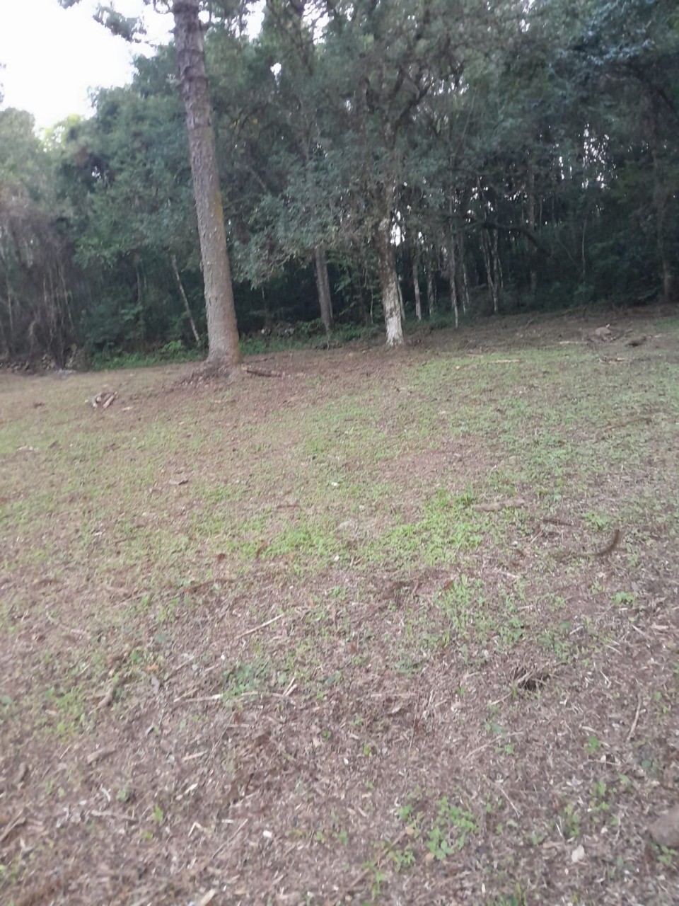 Fazenda - Foto 29