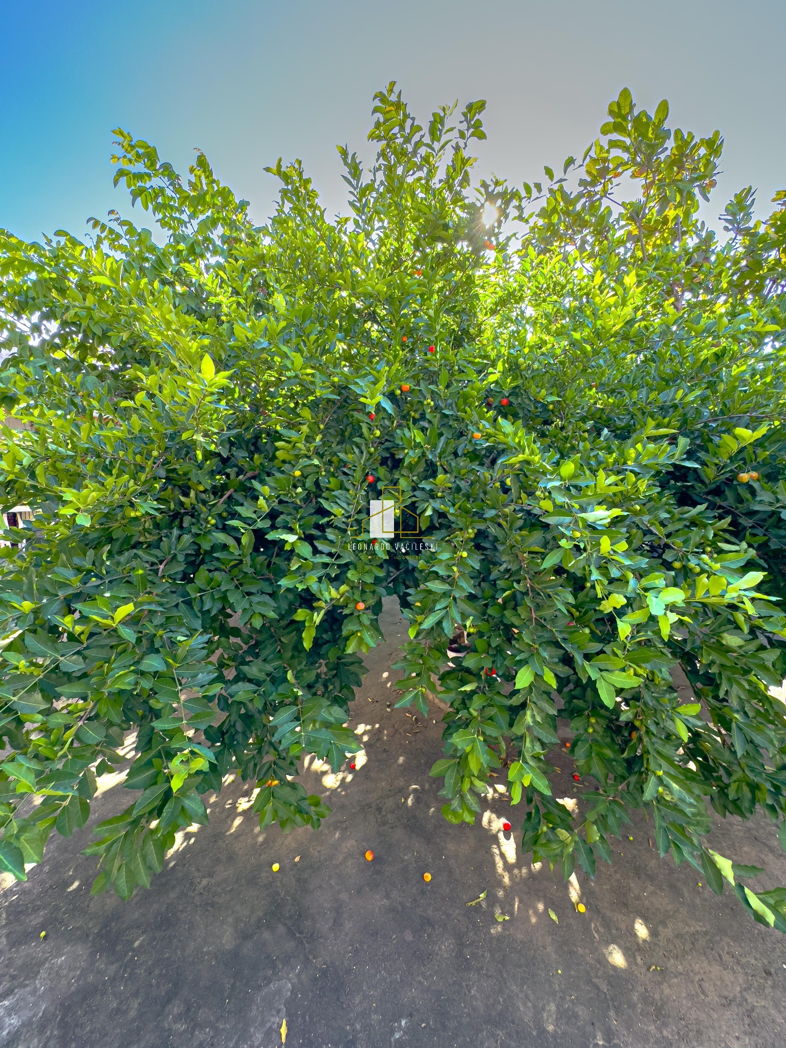 Casa, 3 quartos, 120 m² - Foto 17