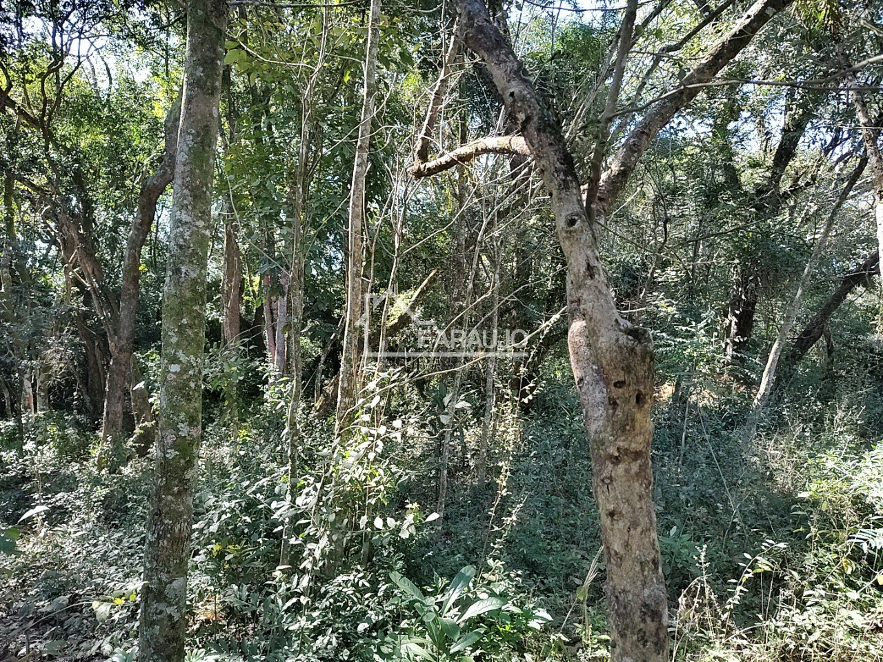 Sítio, 3 quartos, 3 hectares - Foto 42