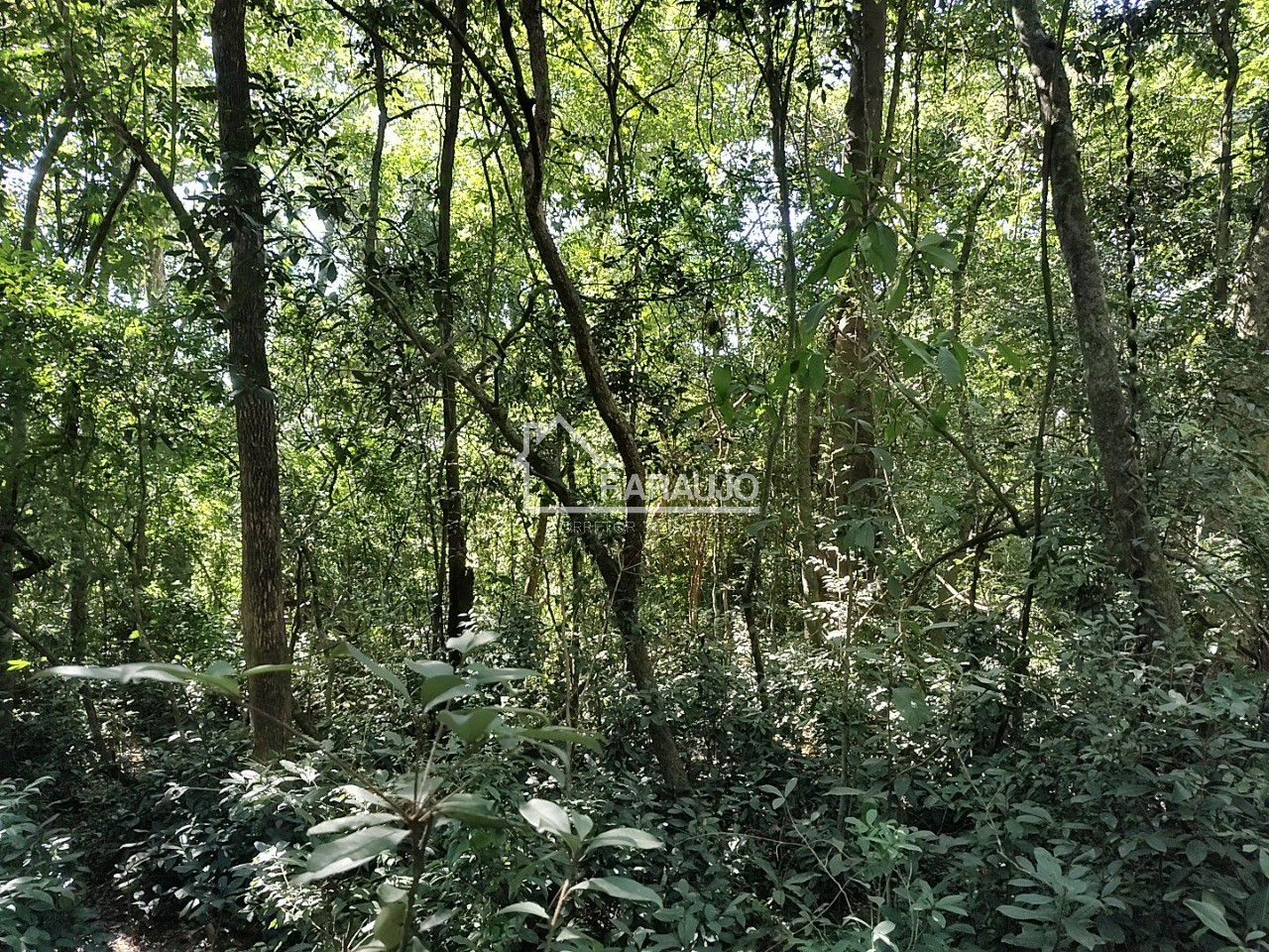 Sítio, 3 quartos, 3 hectares - Foto 46