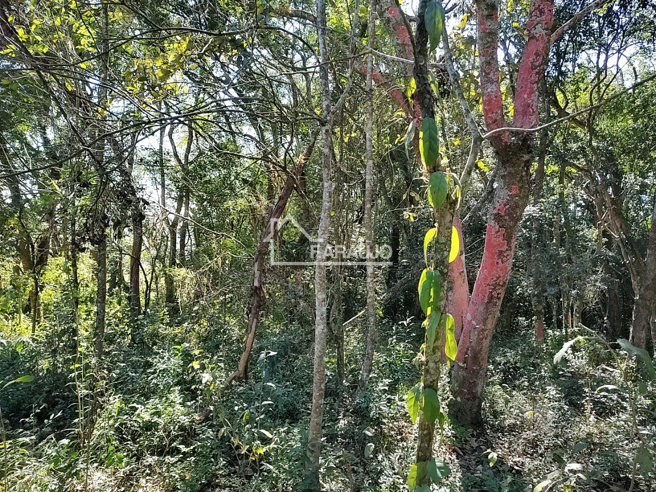 Sítio, 3 quartos, 3 hectares - Foto 43