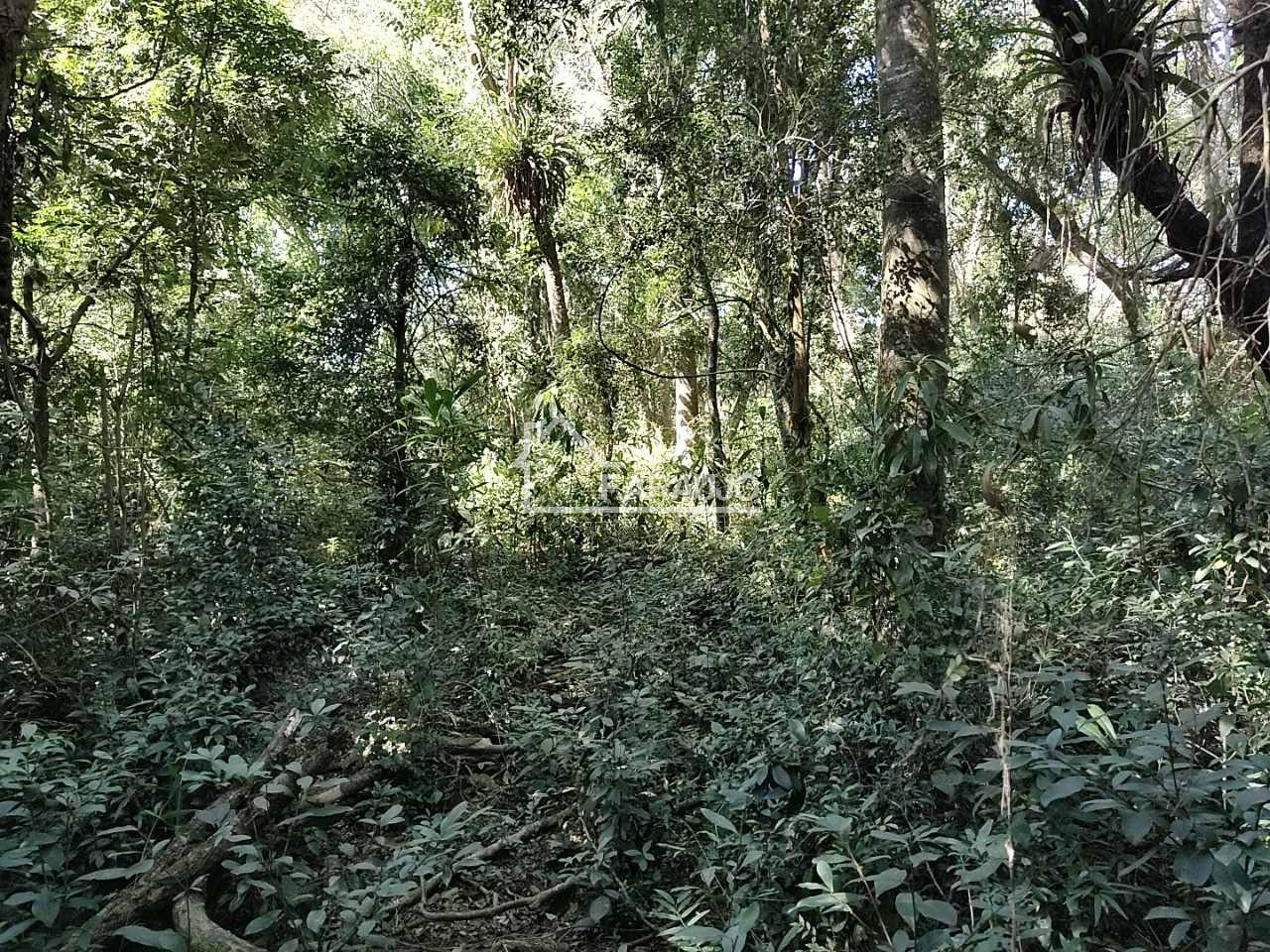 Sítio, 3 quartos, 3 hectares - Foto 47