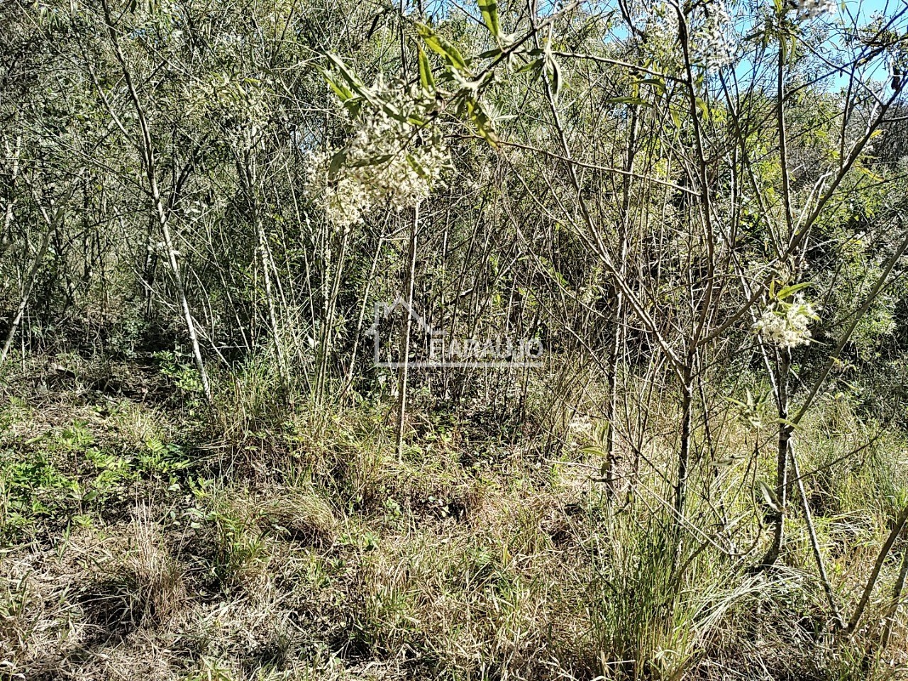 Sítio, 3 quartos, 3 hectares - Foto 40