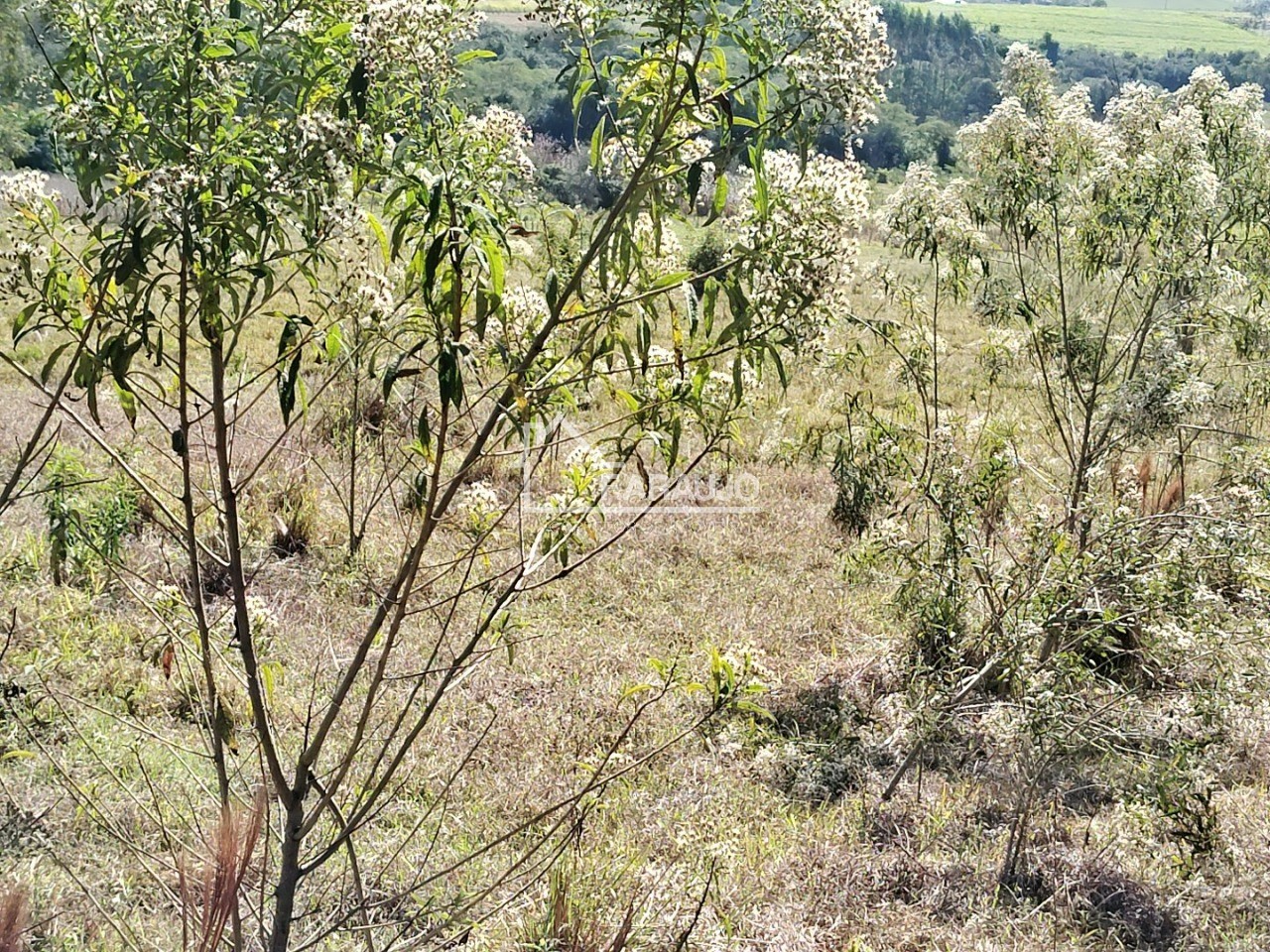 Sítio, 3 quartos, 3 hectares - Foto 55