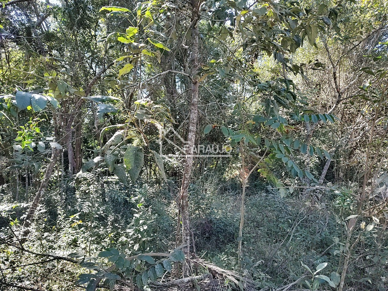 Sítio, 3 quartos, 3 hectares - Foto 41