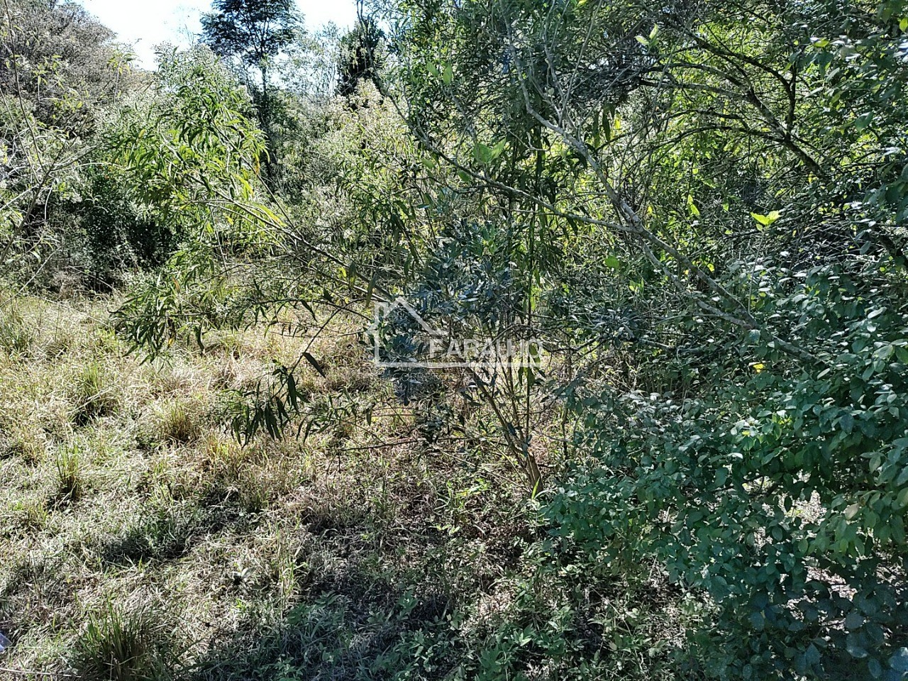 Sítio, 3 quartos, 3 hectares - Foto 37