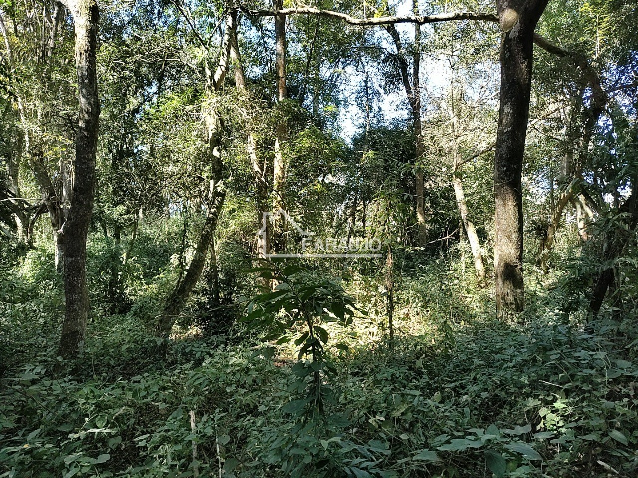 Sítio, 3 quartos, 3 hectares - Foto 45