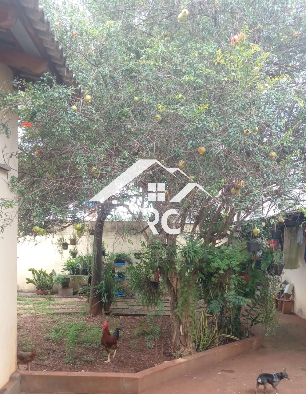 Casa, 3 quartos - Foto 3