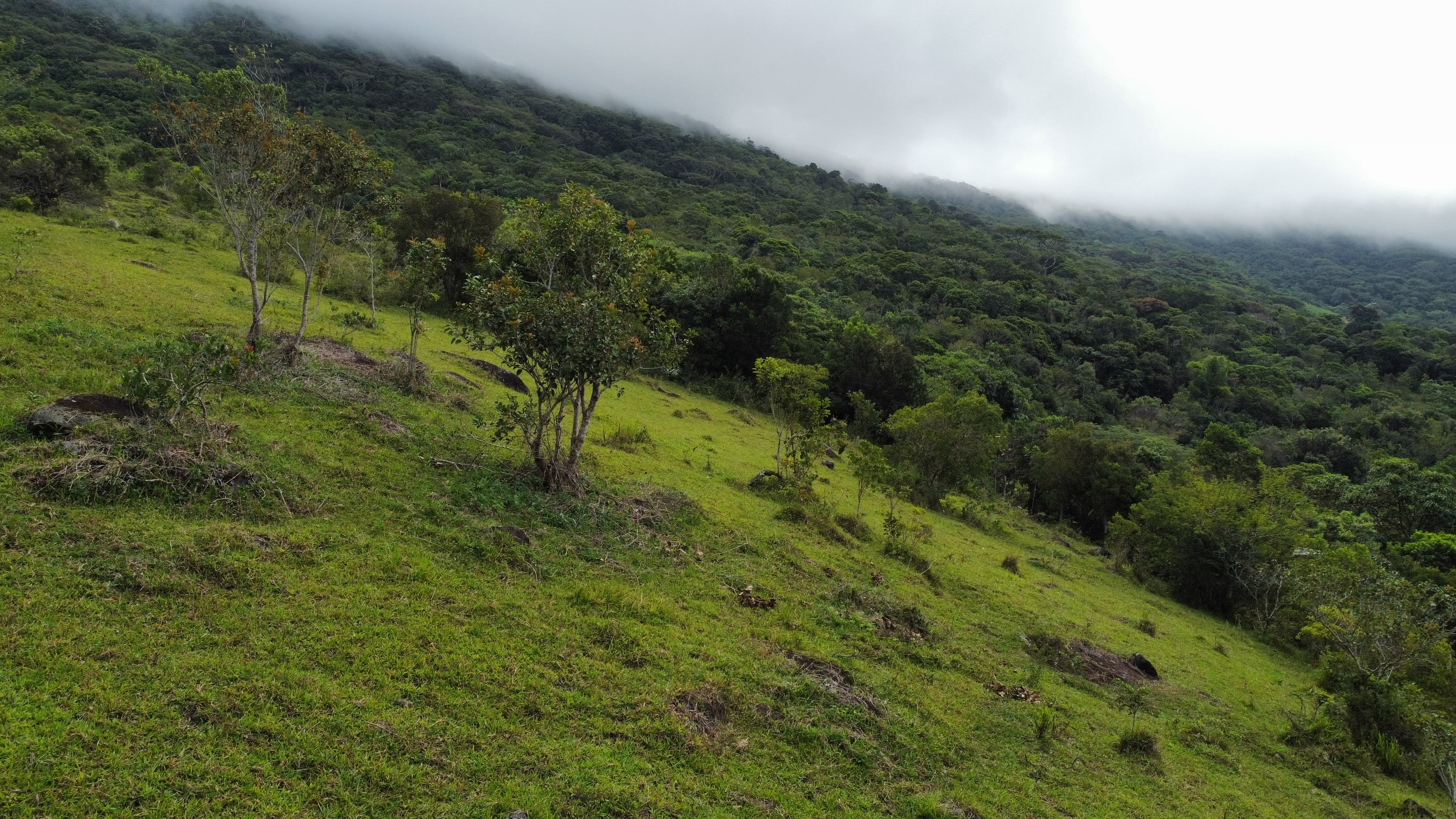 Terreno, 9 hectares - Foto 11
