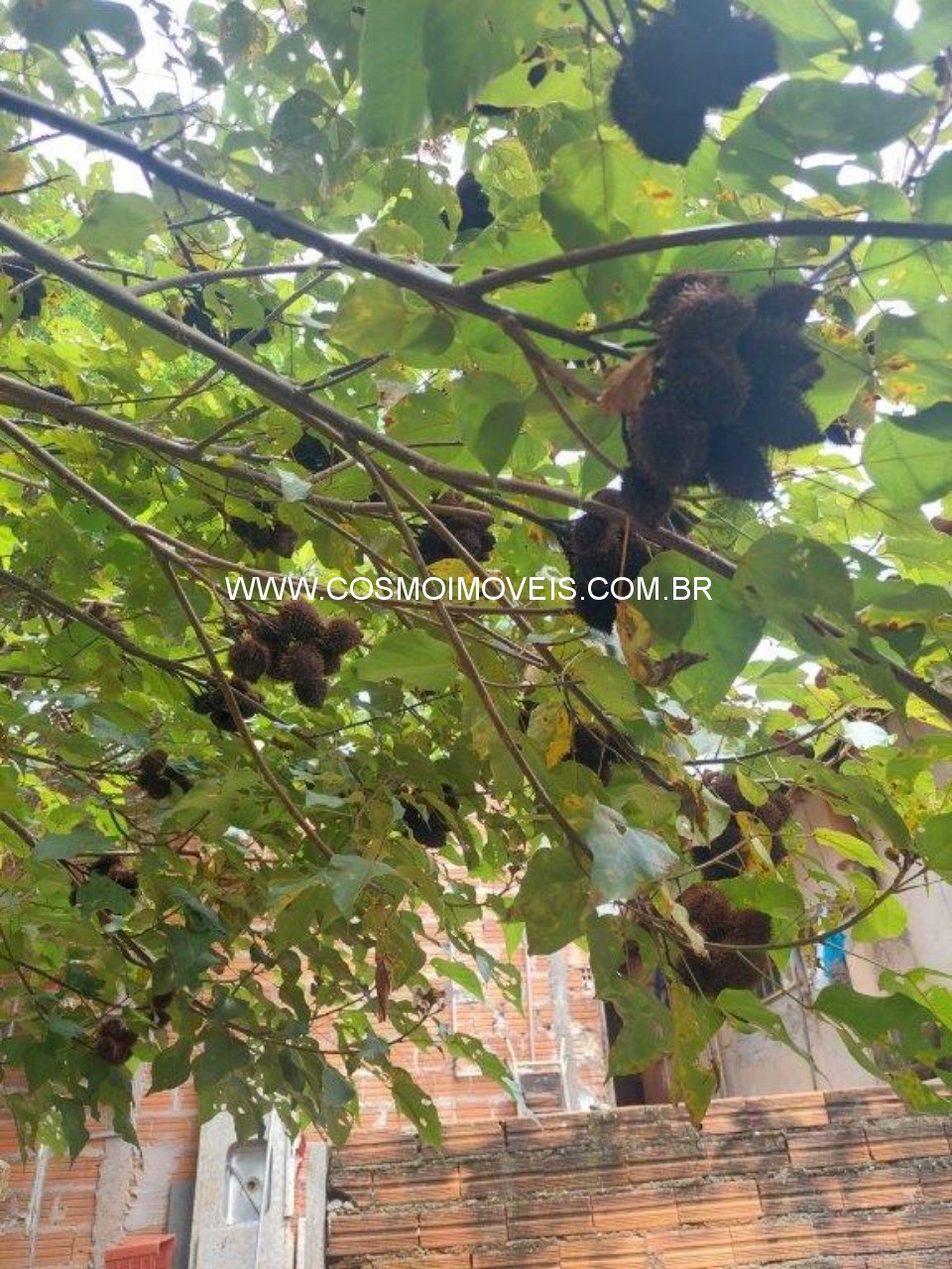 Chácara, 3 quartos - Foto 16