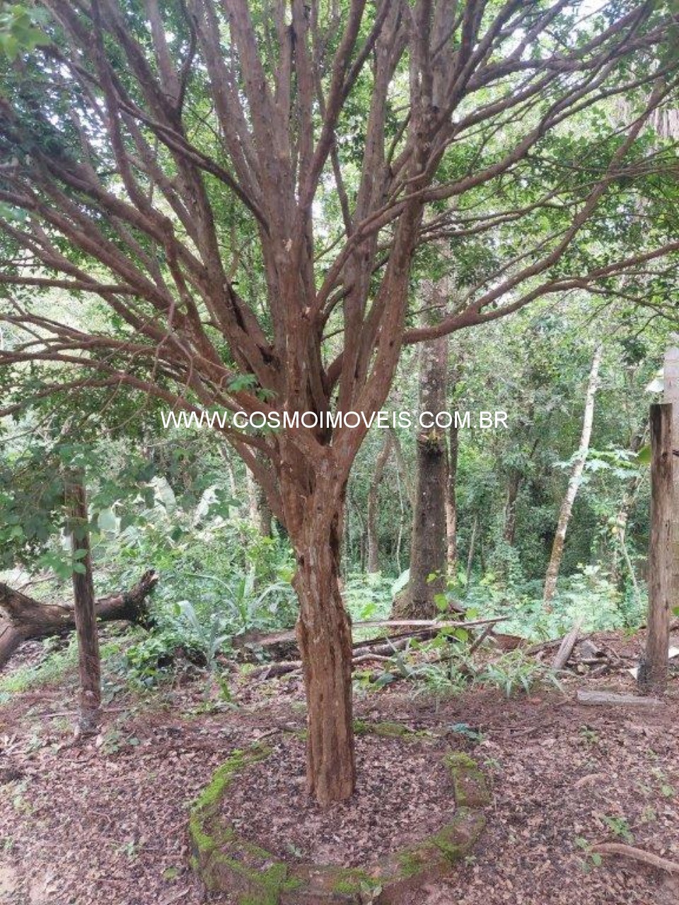 Chácara, 3 quartos - Foto 14