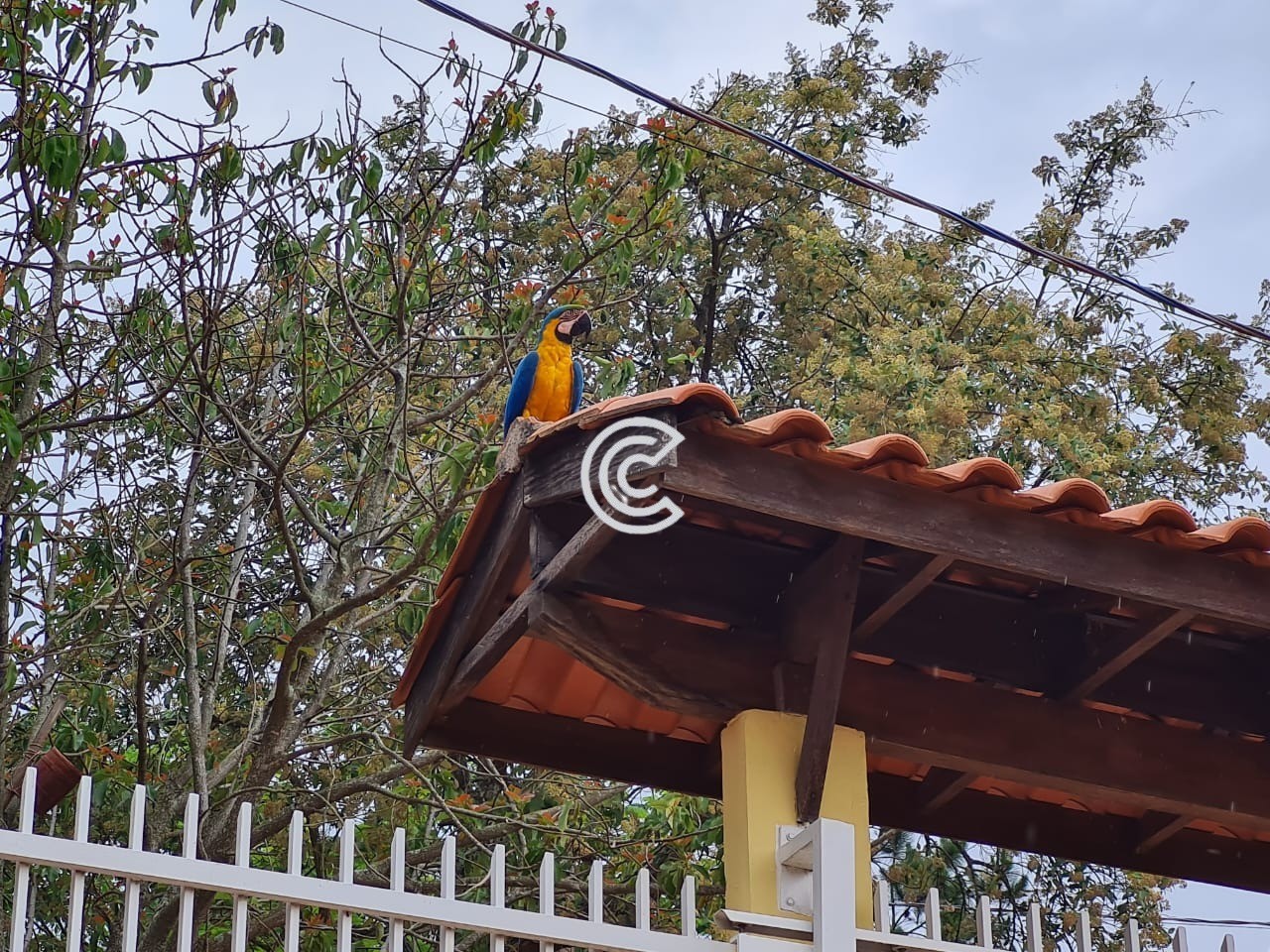 Chácara, 3 quartos - Foto 3