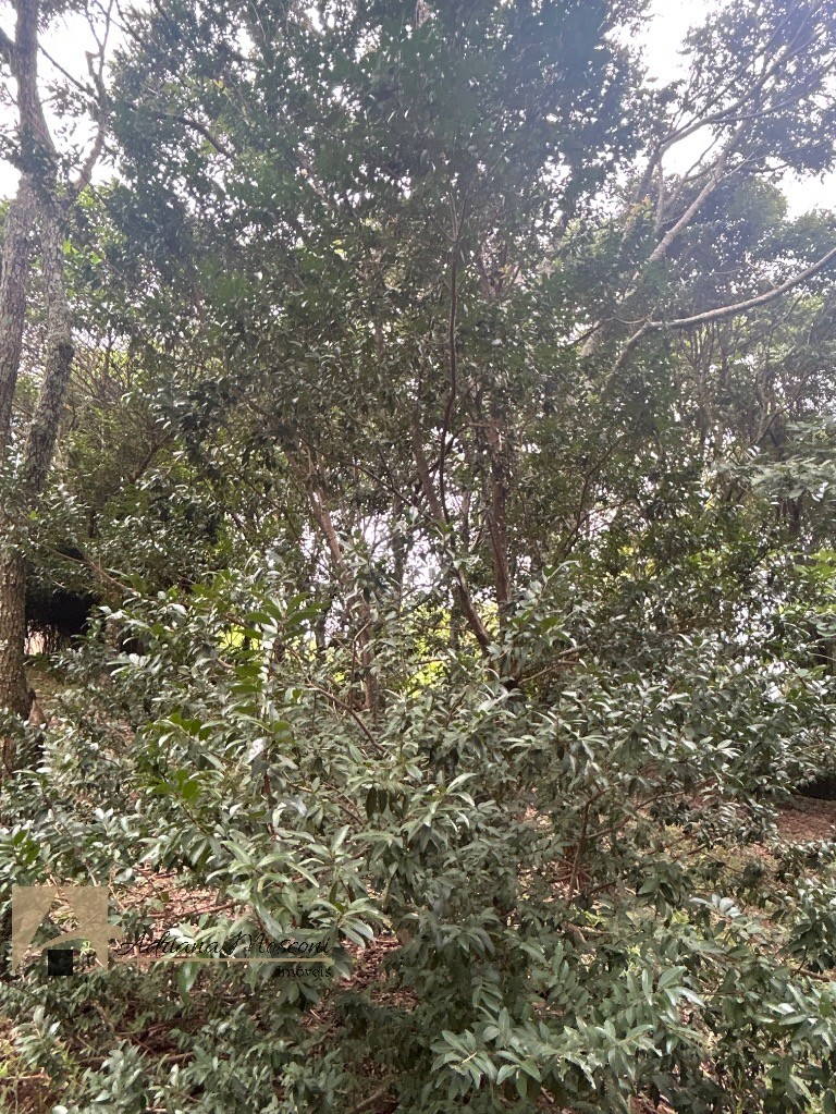 Casa, 7 quartos - Foto 93