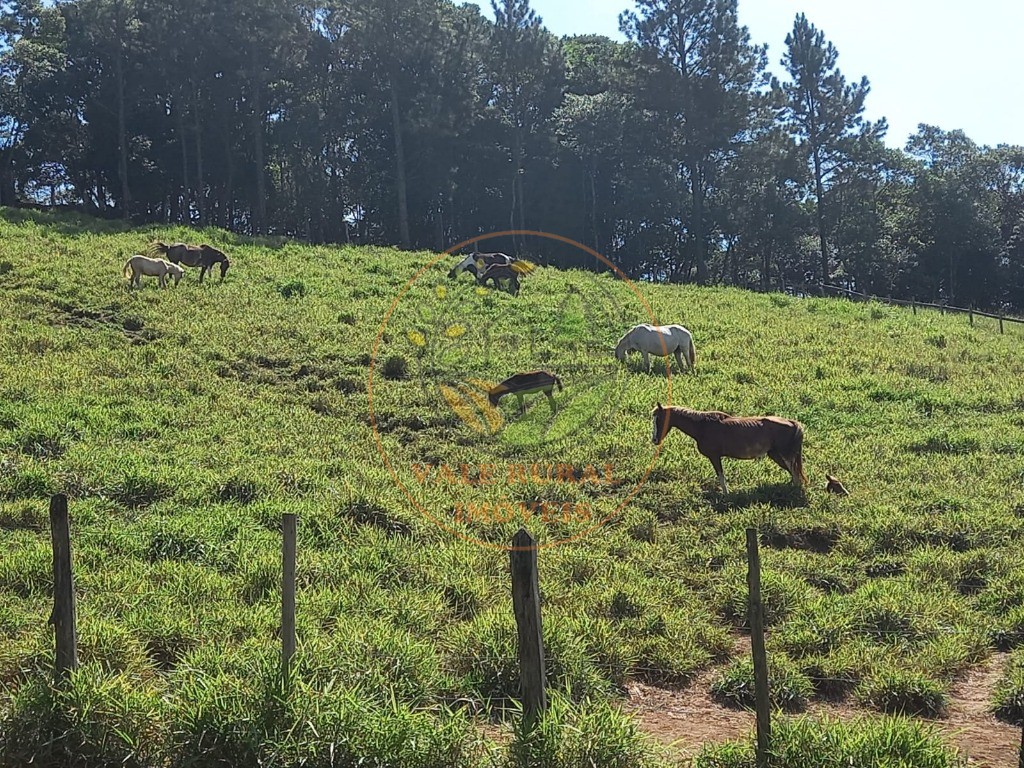 Sítio, 4 quartos, 11 hectares - Foto 4