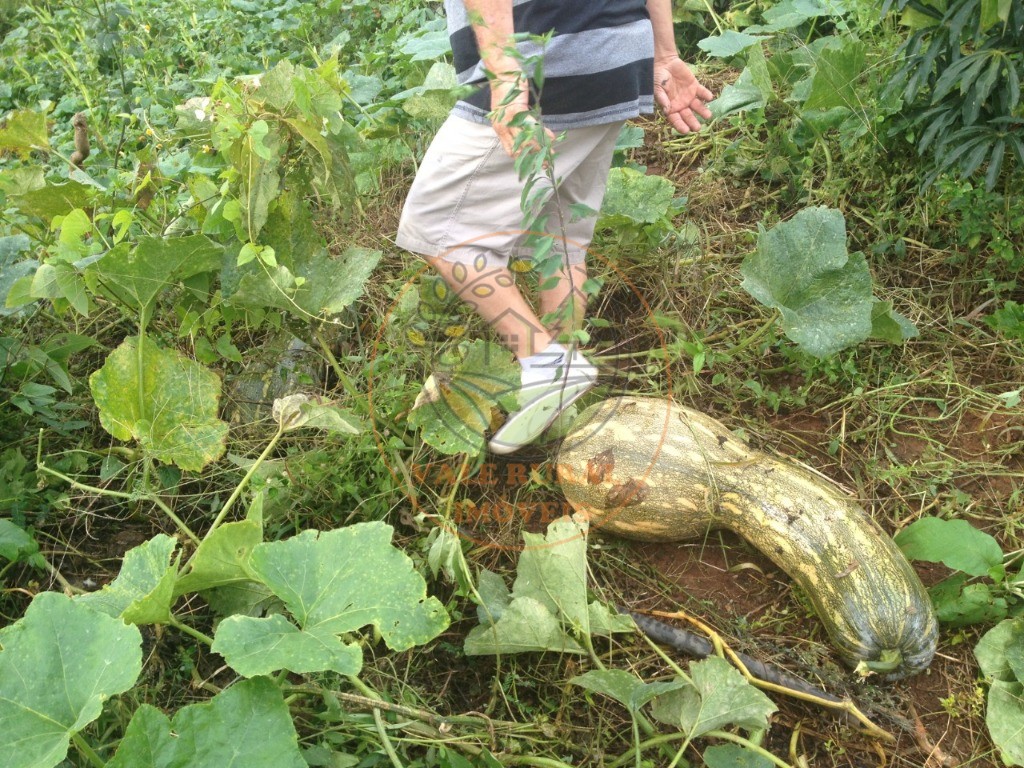 Fazenda, 2 quartos - Foto 27