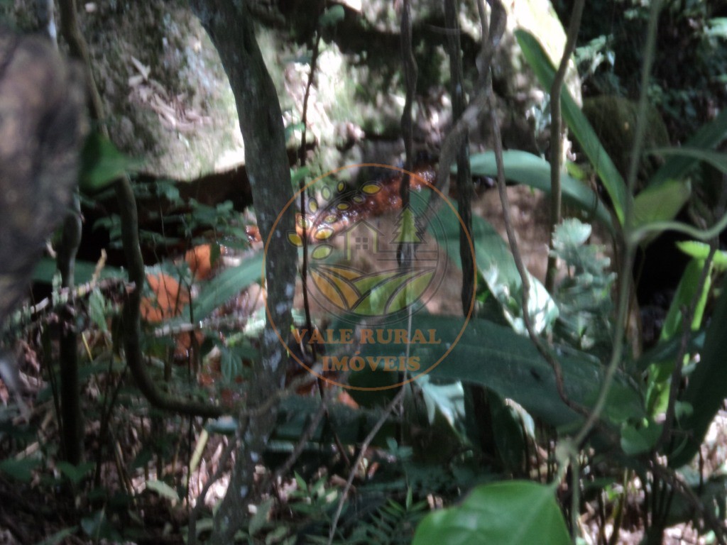 Fazenda, 6 hectares - Foto 19