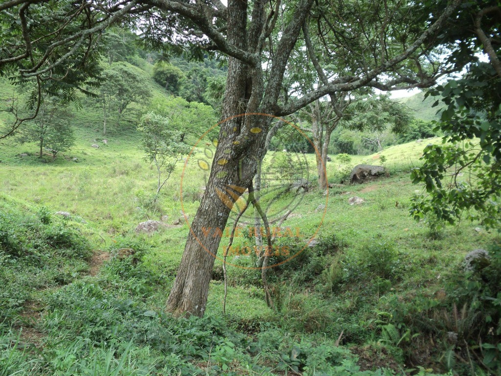 Fazenda, 6 hectares - Foto 7
