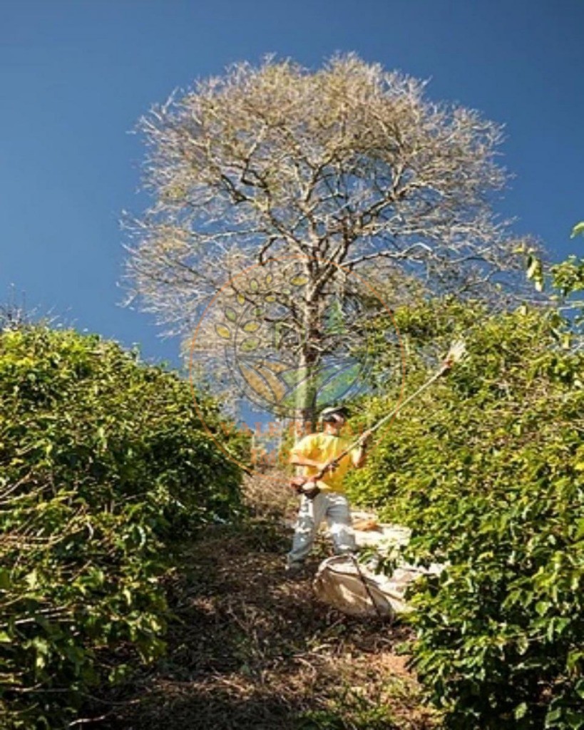 Fazenda, 216 m² - Foto 12