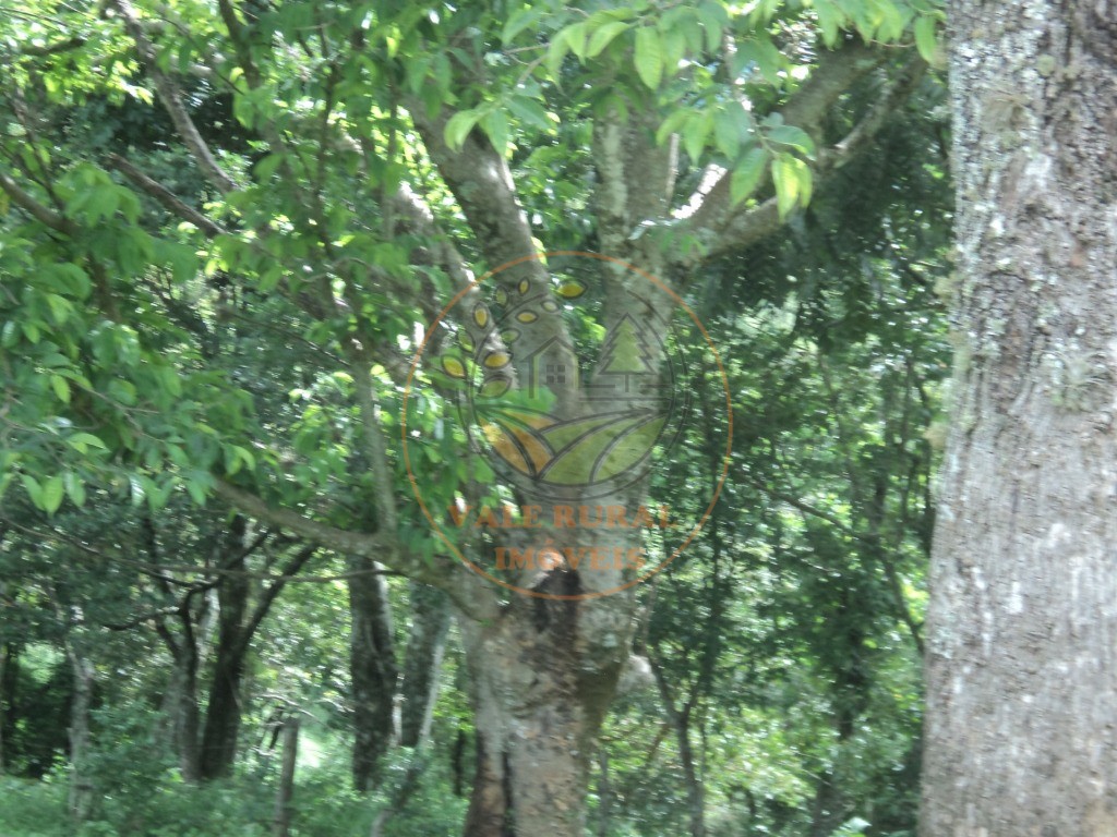 Fazenda, 6 hectares - Foto 15