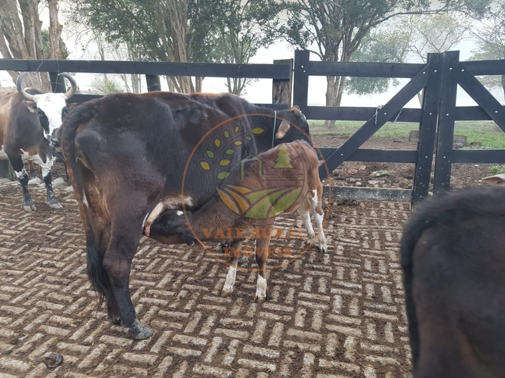 Sítio, 3 quartos, 14 m² - Foto 40