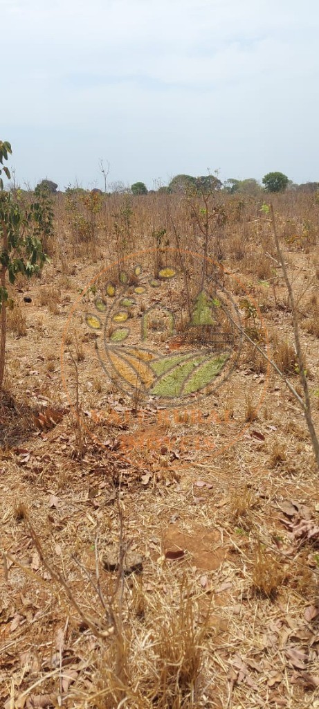 Fazenda, 2 hectares - Foto 11