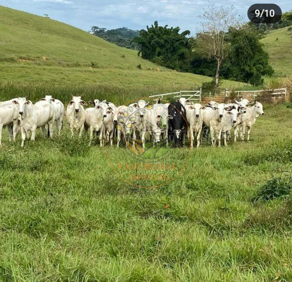 Fazenda, 4 quartos - Foto 2