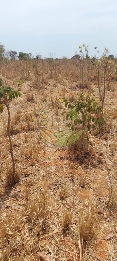 Fazenda, 2 hectares - Foto 10