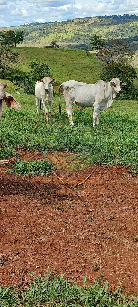 Fazenda, 108 m² - Foto 15