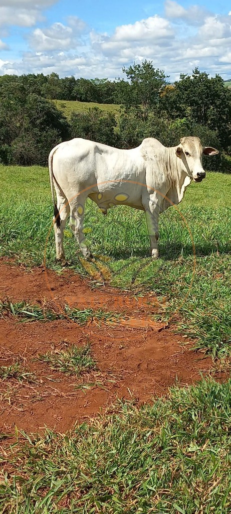 Fazenda, 108 m² - Foto 4