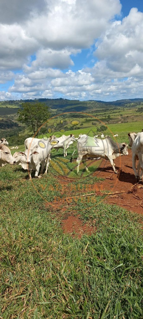 Fazenda, 108 m² - Foto 13
