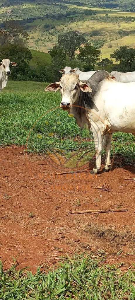 Fazenda, 108 m² - Foto 14