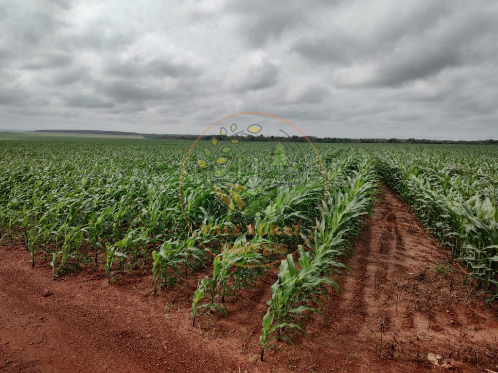 Fazenda - Foto 19
