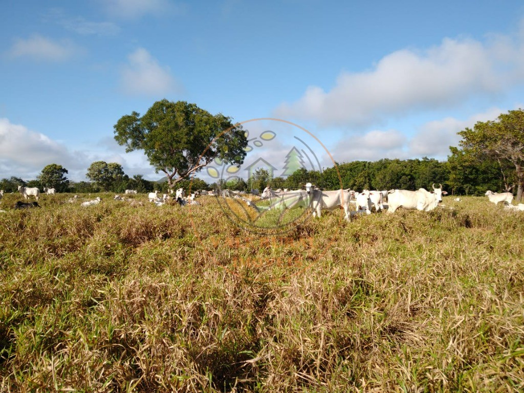 Fazenda, 3 quartos - Foto 1