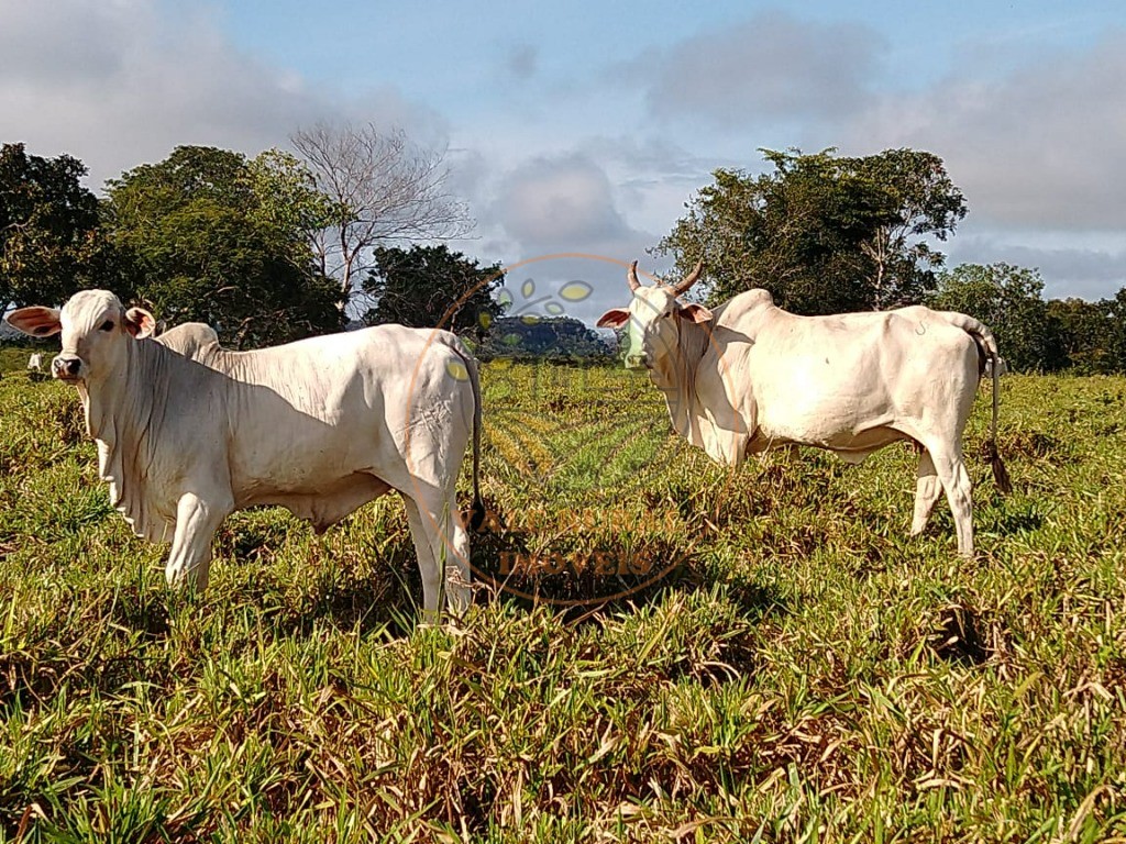 Fazenda, 3 quartos - Foto 10