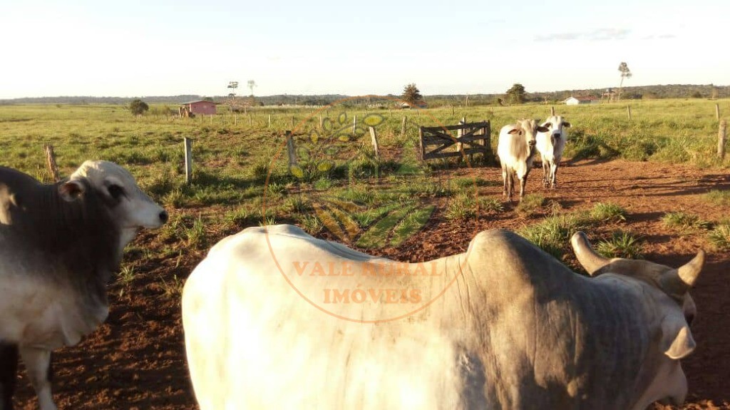 Fazenda, 1 quarto - Foto 6
