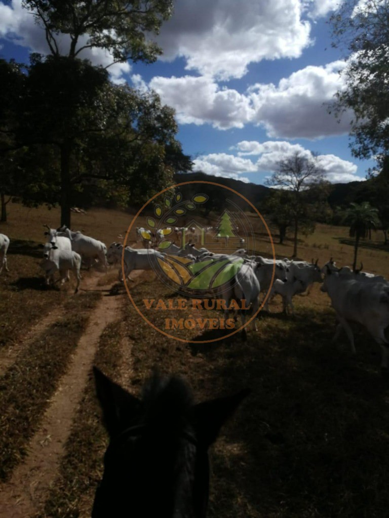 Fazenda - Foto 15