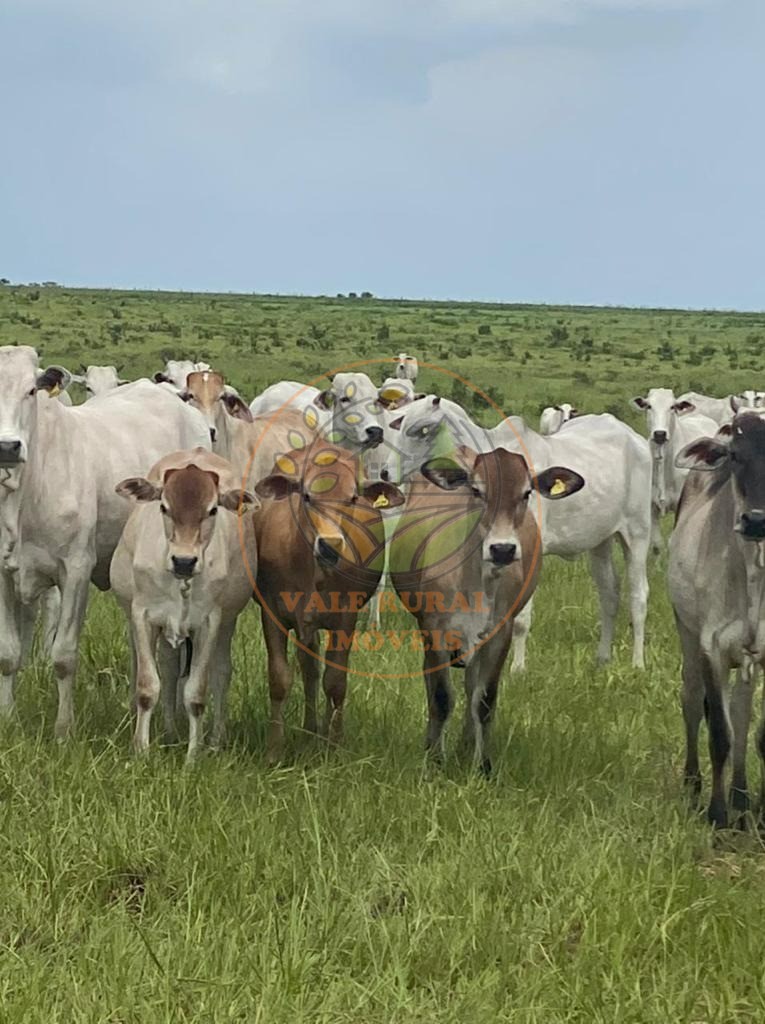 Fazenda, 3 quartos - Foto 5