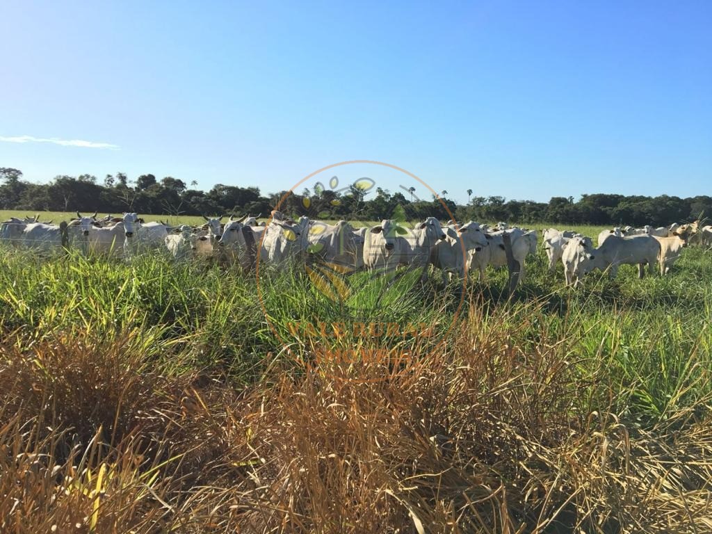 Fazenda, 3 quartos - Foto 7